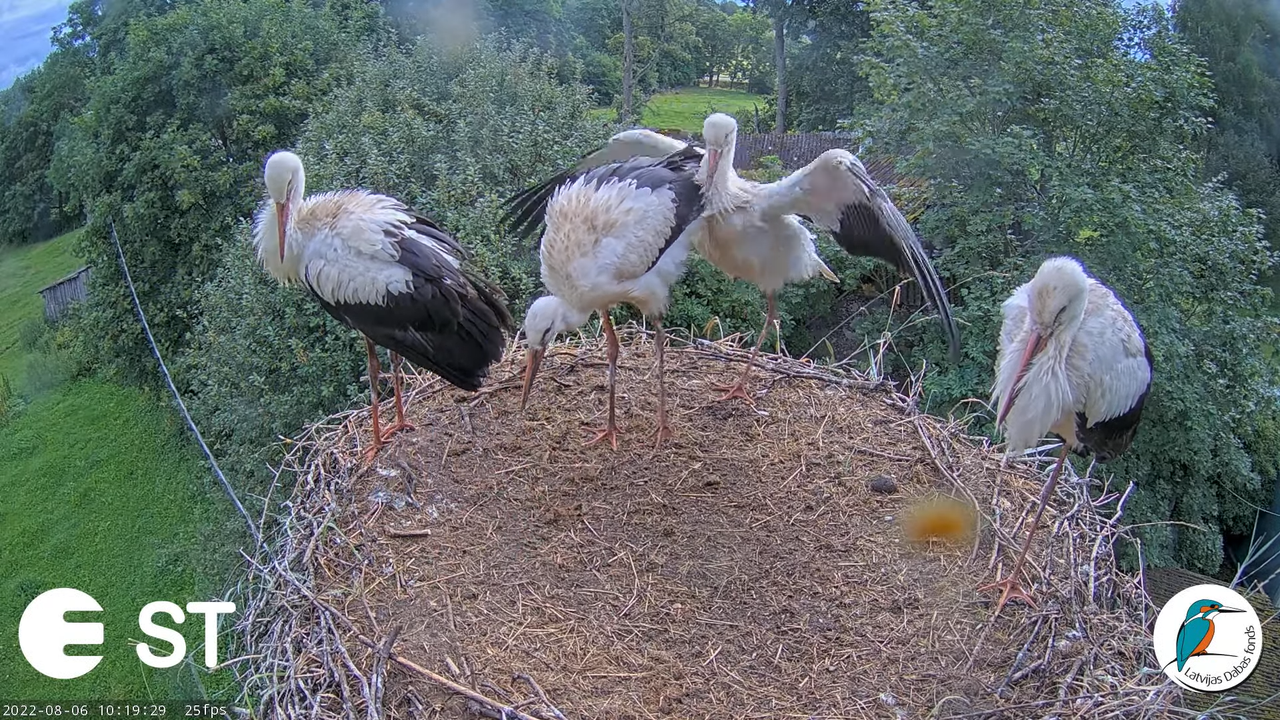 Baltie stārķi (Ciconia ciconia) Tukuma novadā - LDF tiešraide __ White storks in Tukums, Latvia 12-1