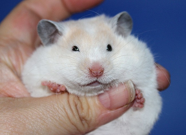 Алыча 21.04.22-02