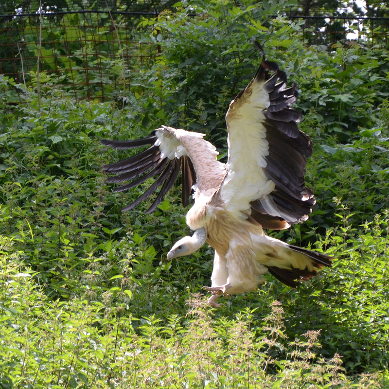 vulture-v-by-mimose-stock-d56h8f9.jpg
