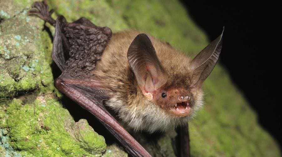 Летучая мышь Myotis velifer Летучая мышь Myotis velifer