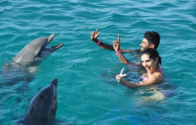 Nadar con delfines Nadar con delfines
