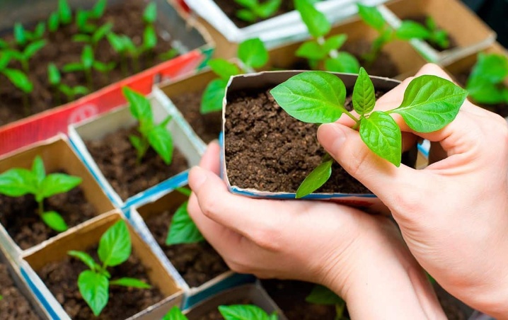 ¿Cómo iniciar un huerto casero? Guía para principiantes