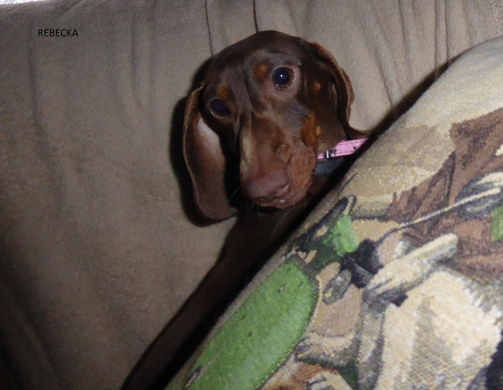 [Image: P1010877-Copie.jpg]