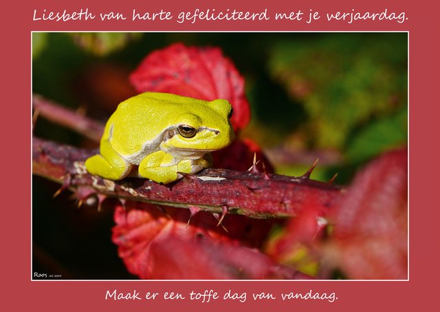 Afbeelding