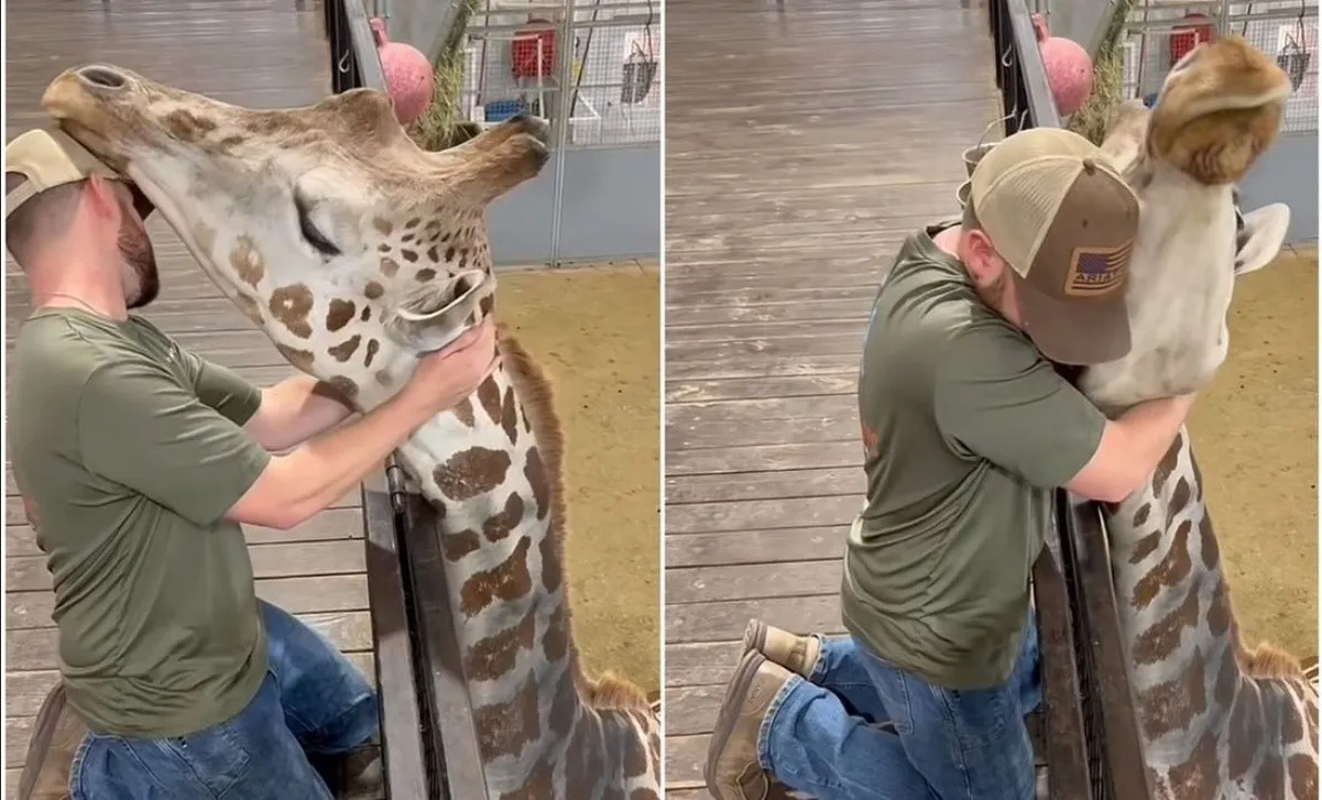 Un quiropráctico le ajusta el cuello a una jirafa y se vuelve viral: VIDEO