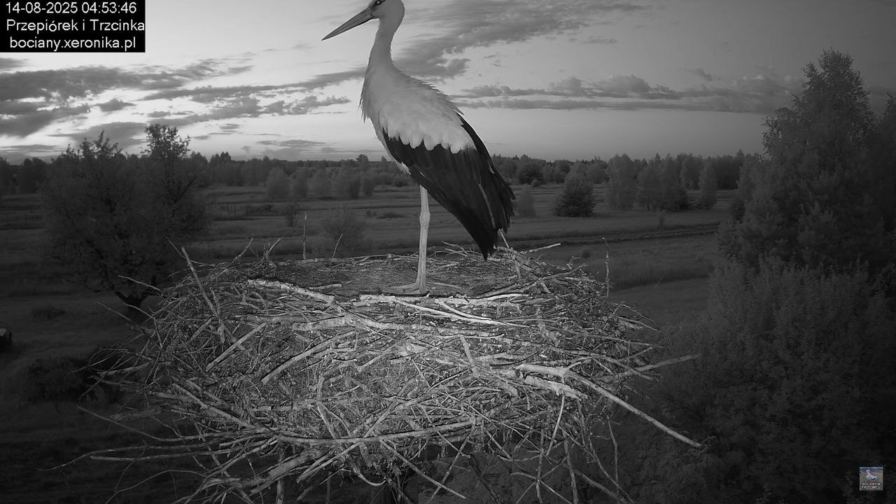 14082025bociany3
