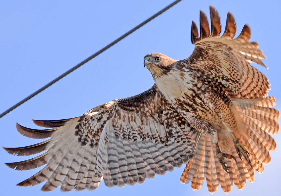 Does Resources Affect Red Tailed Hawks?