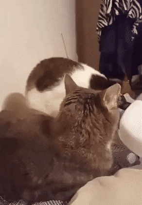 daily-gifdump-3400-20.gif
