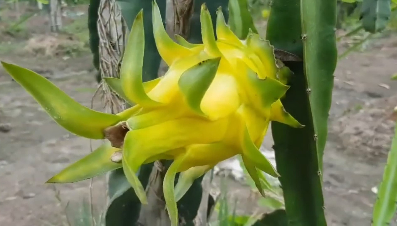 thai-yellow-dragon-fruit.jpg