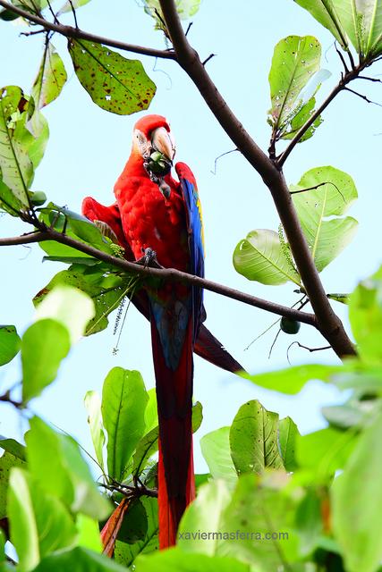 Costa Rica con niños. Julio-Agosto 2018 - Blogs de Costa Rica - Brasilito-PN Manuel Antonio-Uvita-Sierpe (11)