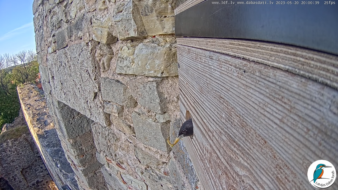 Svīre (Apus apus) Cēsu pils - LDF tiešraide _ Būris 9-29-9 screenshot