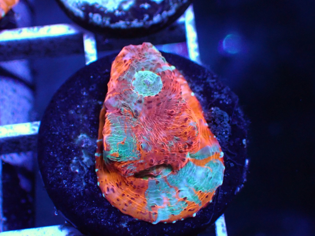 BROAQUA 布魯水族 珊瑚水族零售_照片_20240320_20