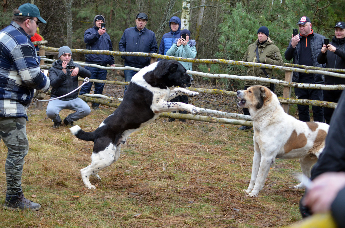 Халк - Сако (3)