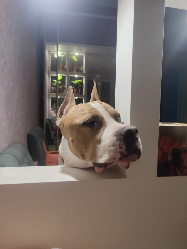 7AD4B9F0-46C9-43C2-8B03-1F9F8DA9F595