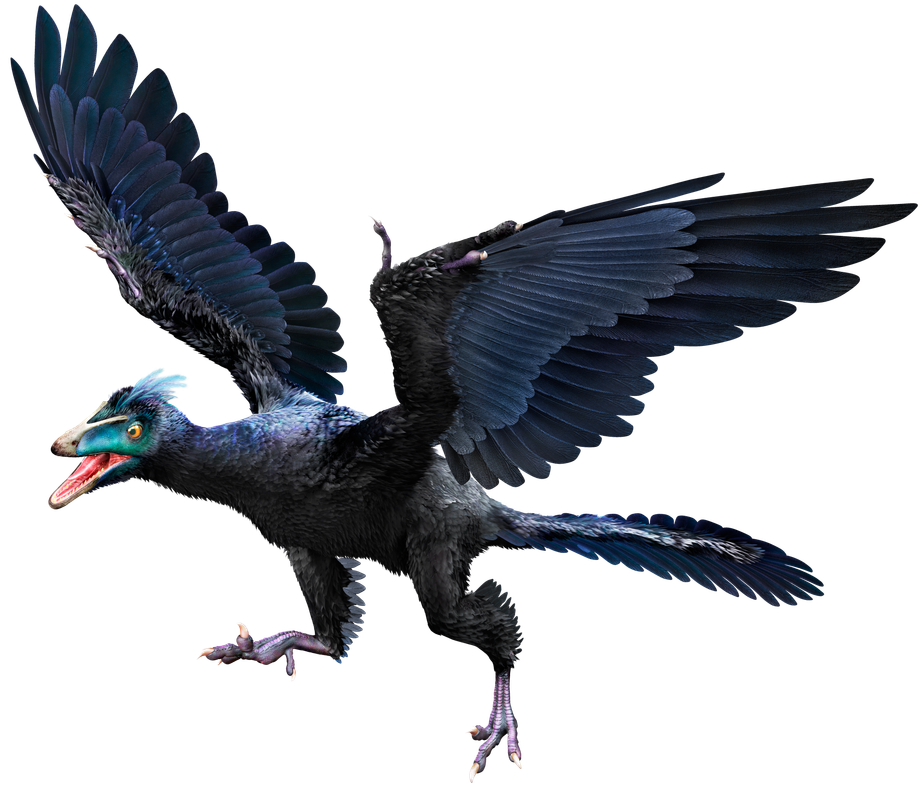 Archaeopteryx-hmie72.png