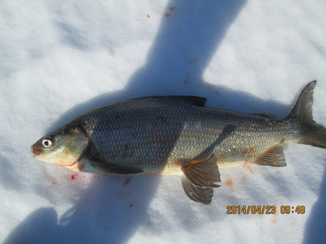 whitefish 5lbs 005