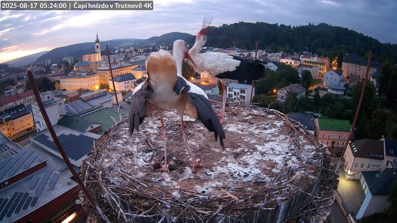 Živě z čapího hnízda na pivovarském komíně v Trutnově 7-20-29 screenshot