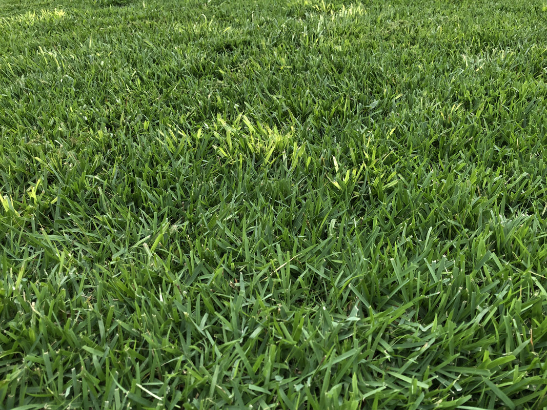 Yellow Bahialike blades in Zoysia Lawn Care Forum