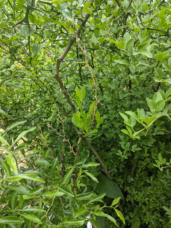 PXL_20210524_204906027