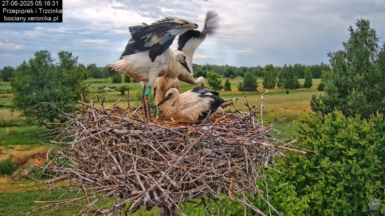 27062025bociany4
