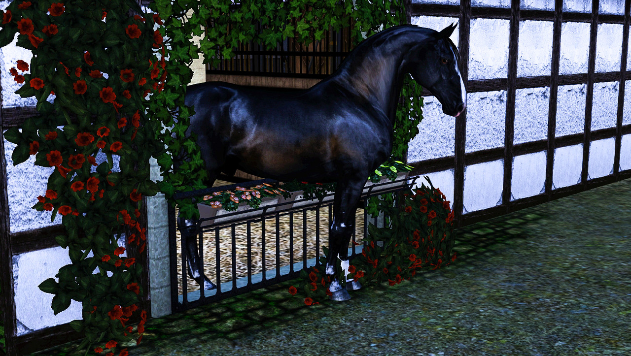 Horse image