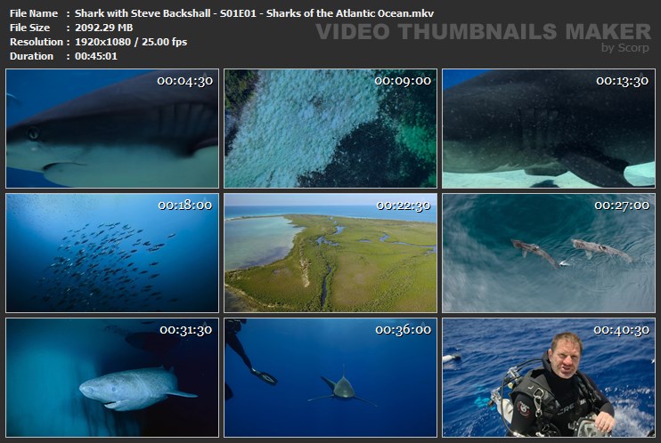 Shark with Steve Backshall - S01E01 - Sharks of the Atlantic Ocean.mkv