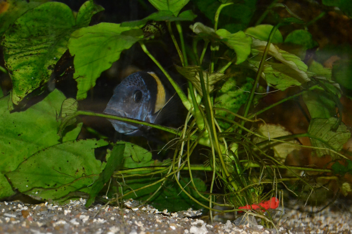 Maswa femelle lâché 2