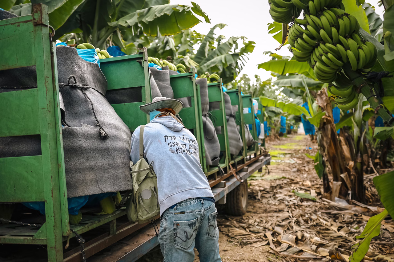 Why the Best of the South Is Consumed by the North