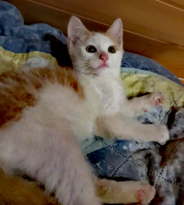 Изображение WhatsApp 2025-06-30 в 11.20.19_bfc3c3f2