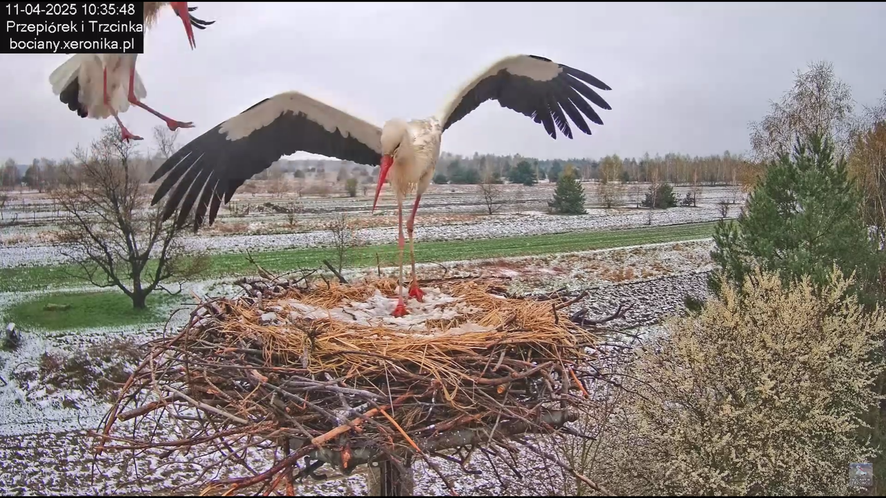 11042025bociany_2