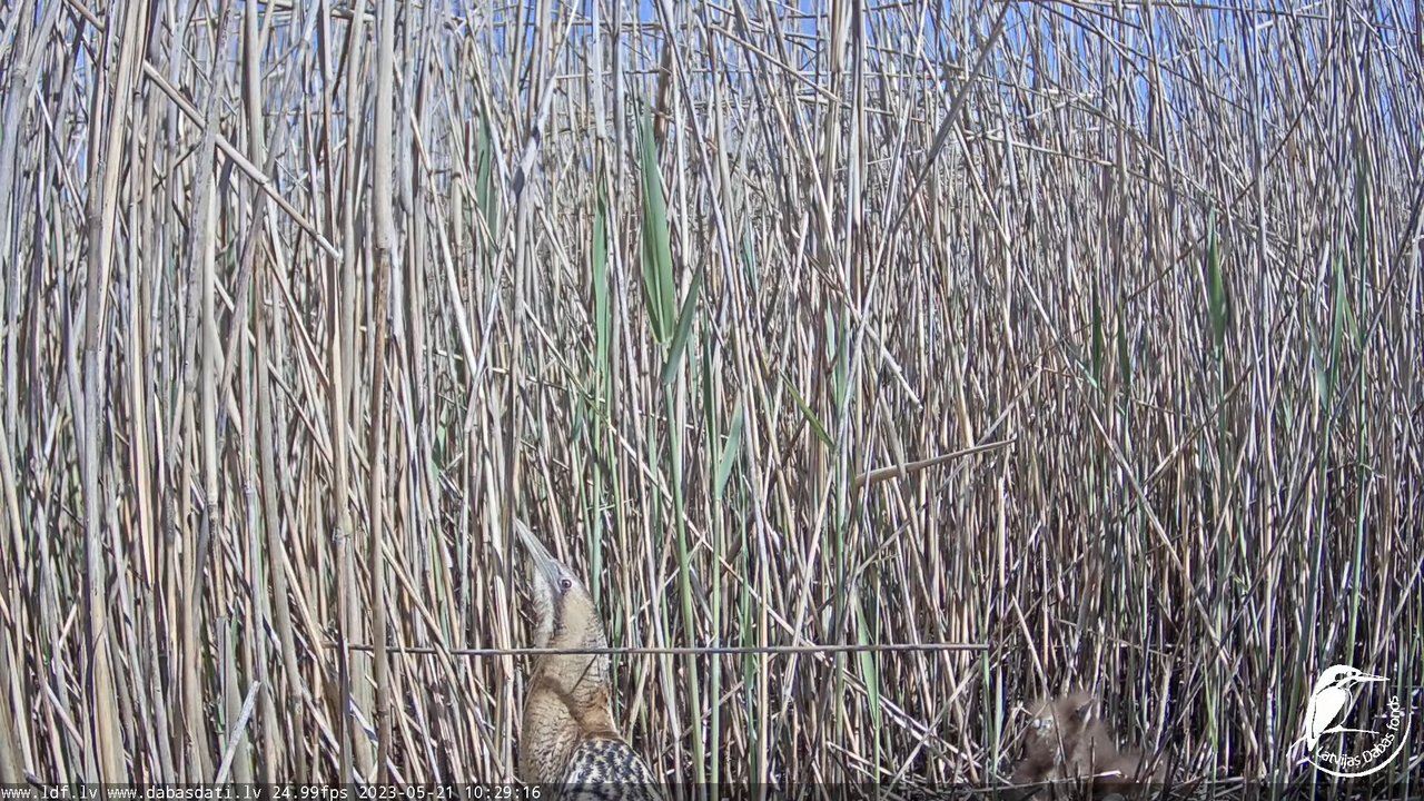 Lielais dumpis (Botaurus stellaris) Engurē - LDF tiešraide 5-30-27 screenshot