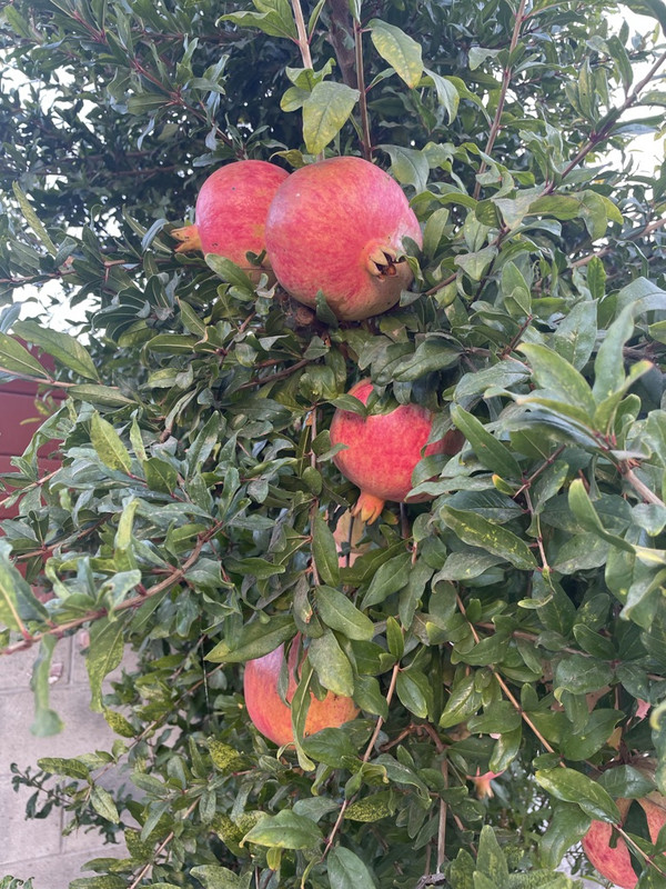 2-B25-E959-B28-E-4348-AB1-E-0-E3796-A3-FDAF-1-105-c