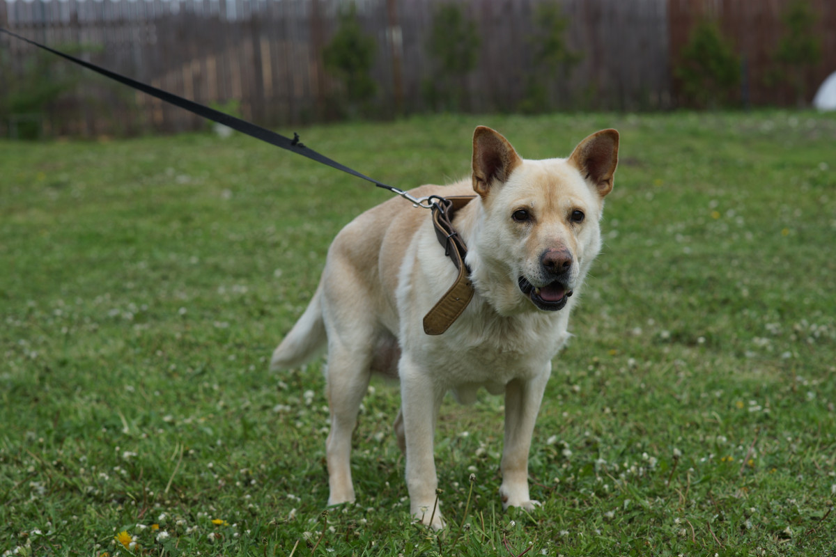 БорисовСобачка (10)