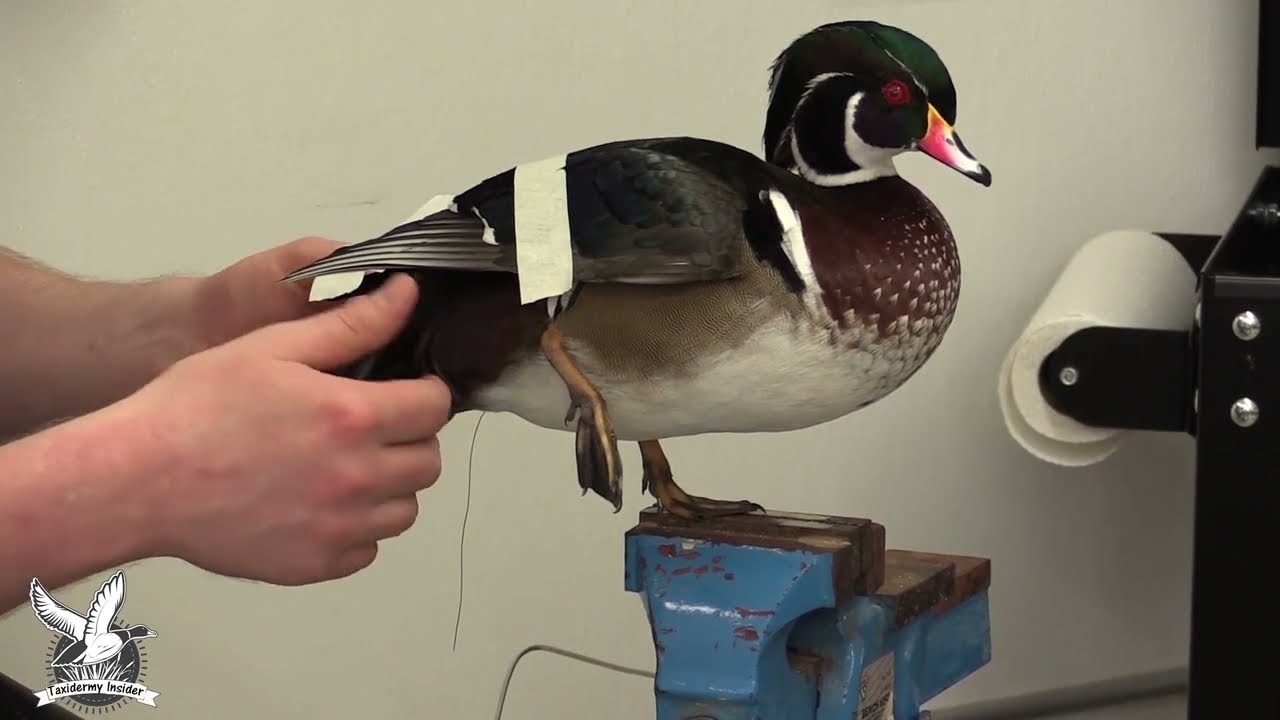 Cost to Mount a Wood Duck