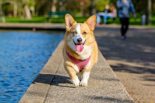 Large Plastic Pet Food Container