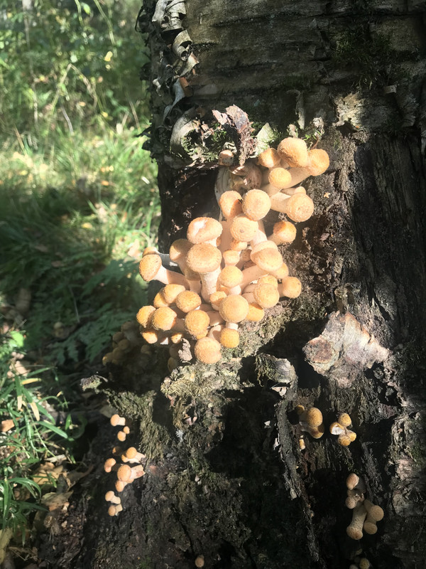 3C16598D-2E1E-49D8-8E0B-F66BAC556BCF