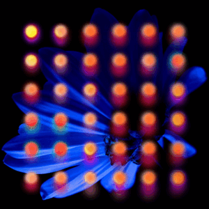 300x300.gif