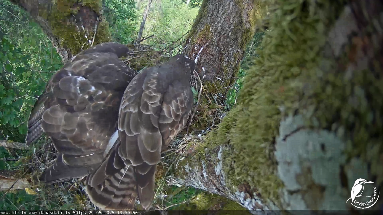 Melnās klijas (Milvus migrans) Kurzemē_ peļu klijāni (Buteo buteo) 16-15-59 screenshot