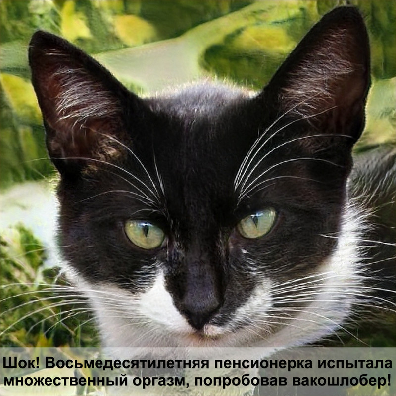 самая дорогая кошка название