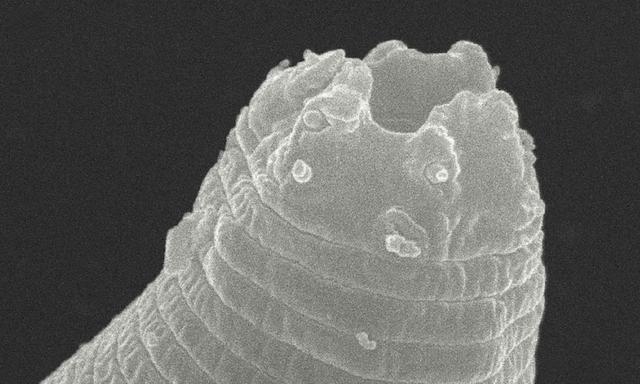 frozen parasite