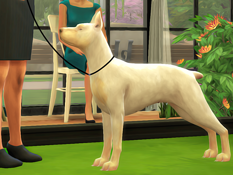 05/19 BREEDERS SHOWCASE Sims International Kennel Club