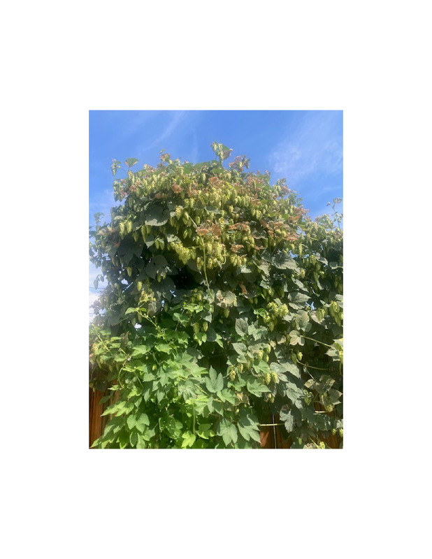 Hops 1