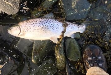 sea trout
