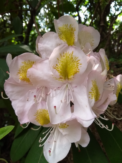 Rhododendron-Blüte; Palmengarten 19.5.2023