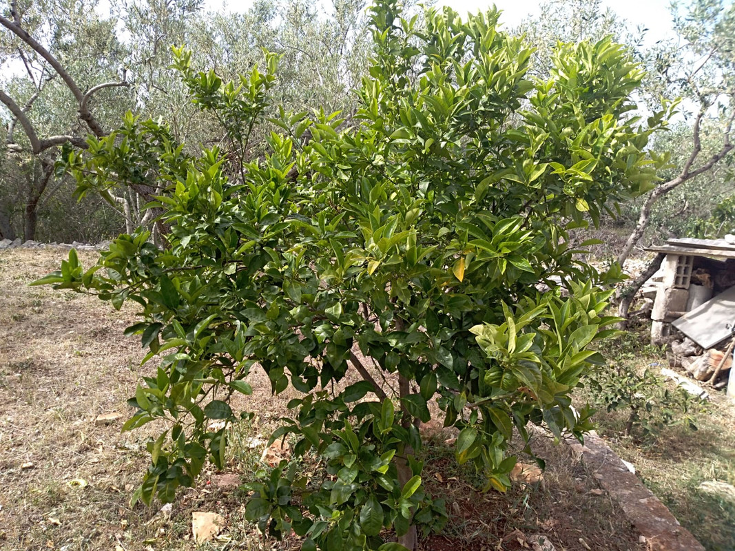 IMG-20200515-WA0029 (1)