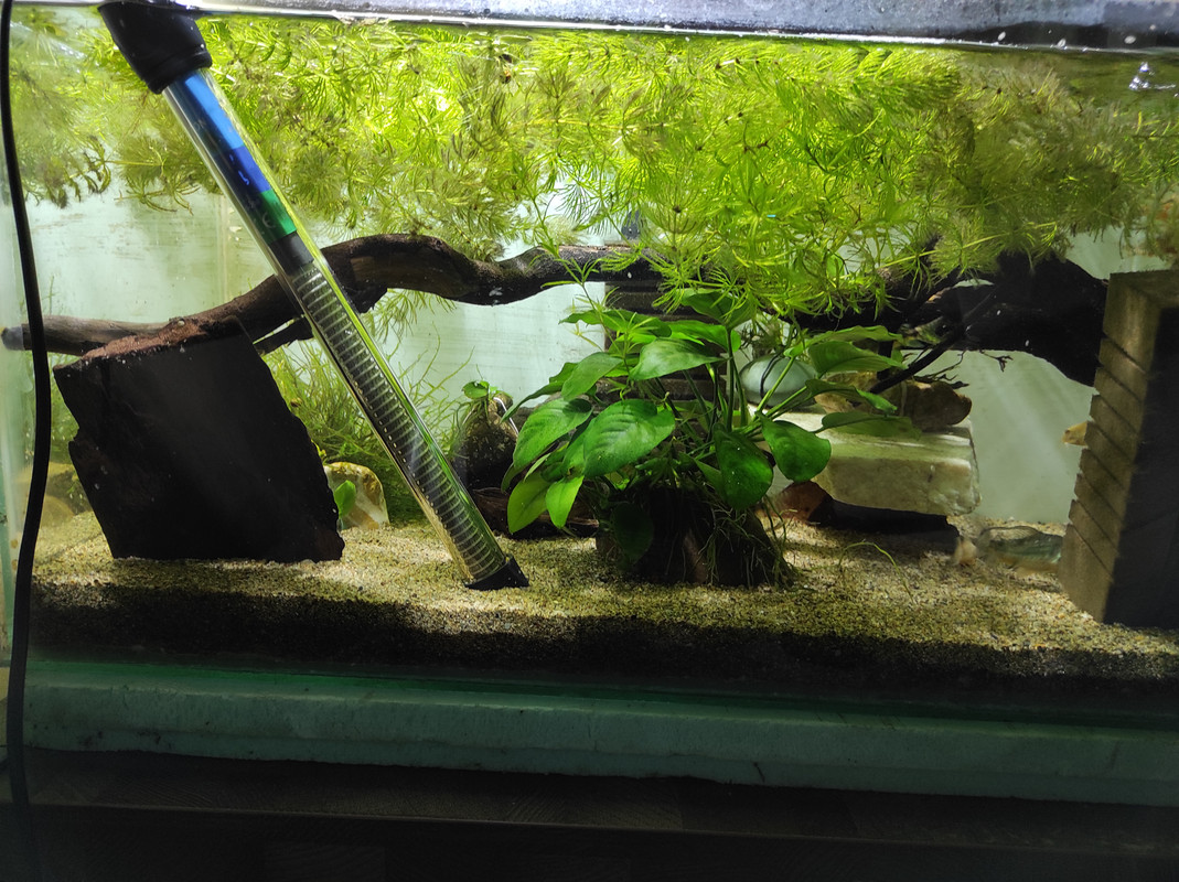 IMG_20210418_70L_pepper_cory_1