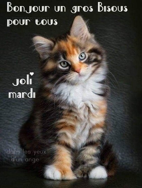 mardi