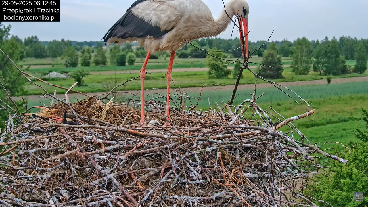 29052025bociany6