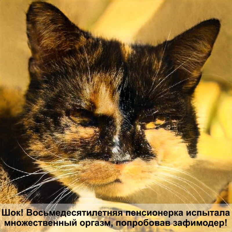 цистит у кота