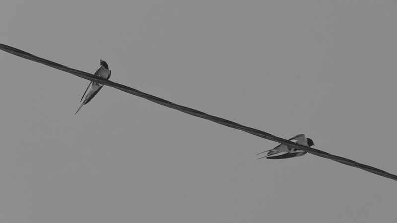 Motacilla Alba (White Wagtail) - _JUS4098 - SLVR FX PR